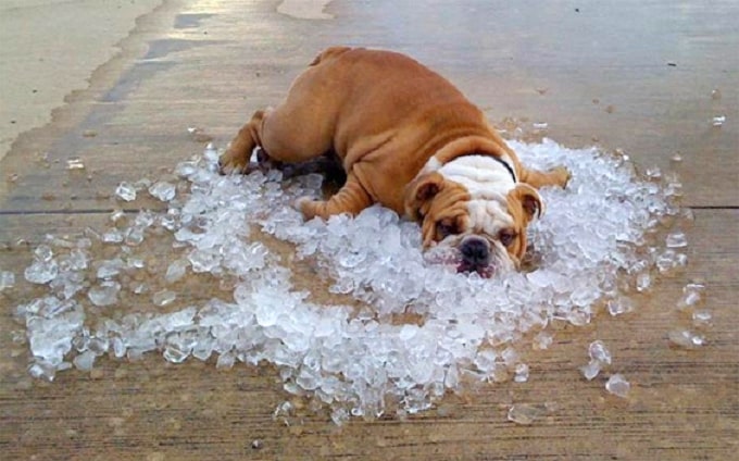 Ice Bags – The Hot Summer Rush