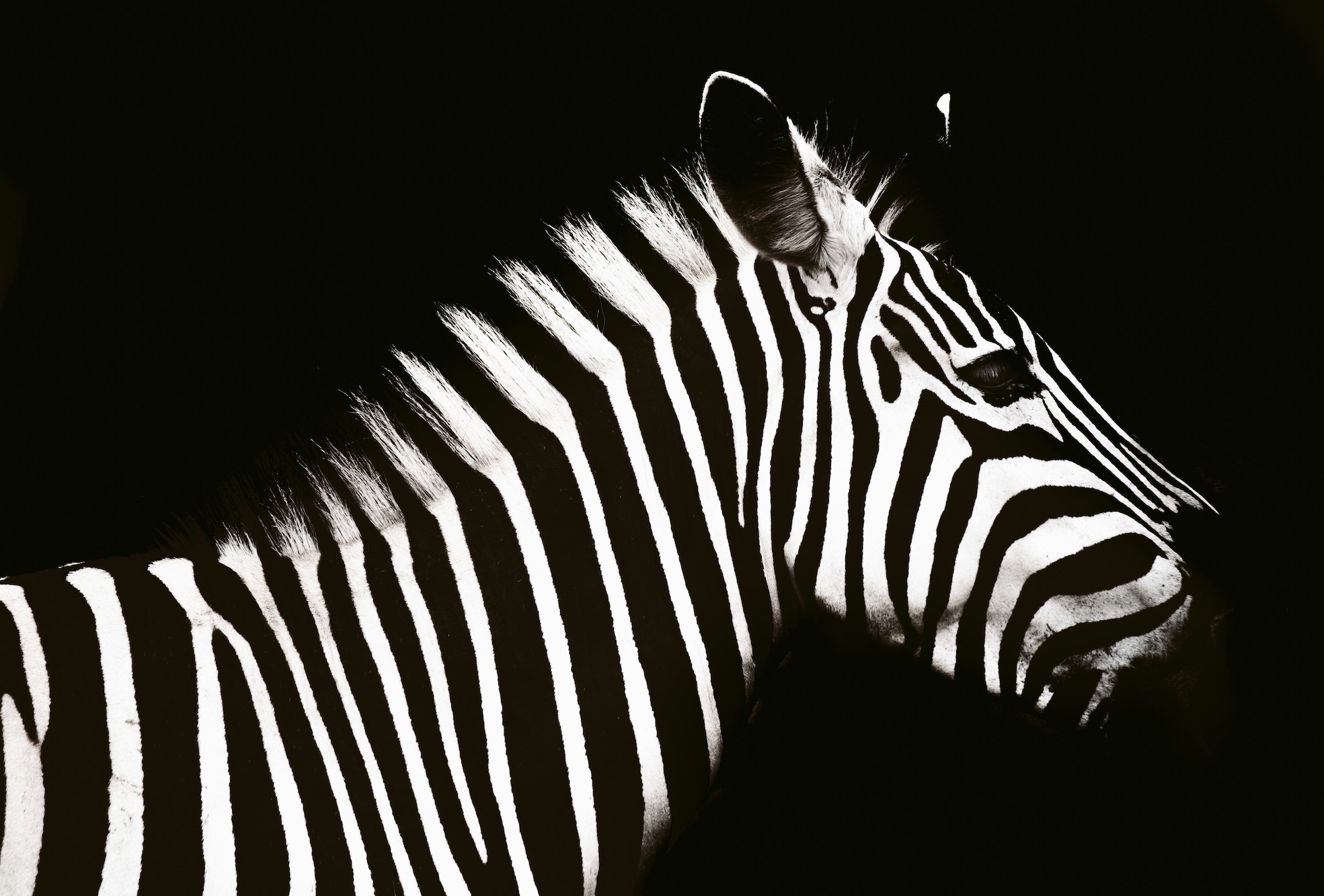 history-of-the-barcode